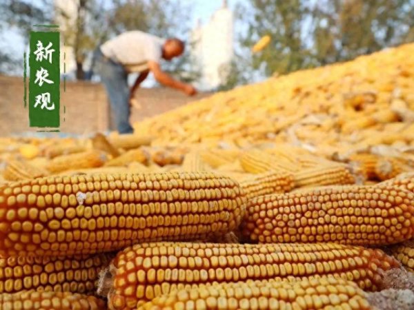 盈策略 玉米越涨越猛了, 这回是不是要玩把大的?